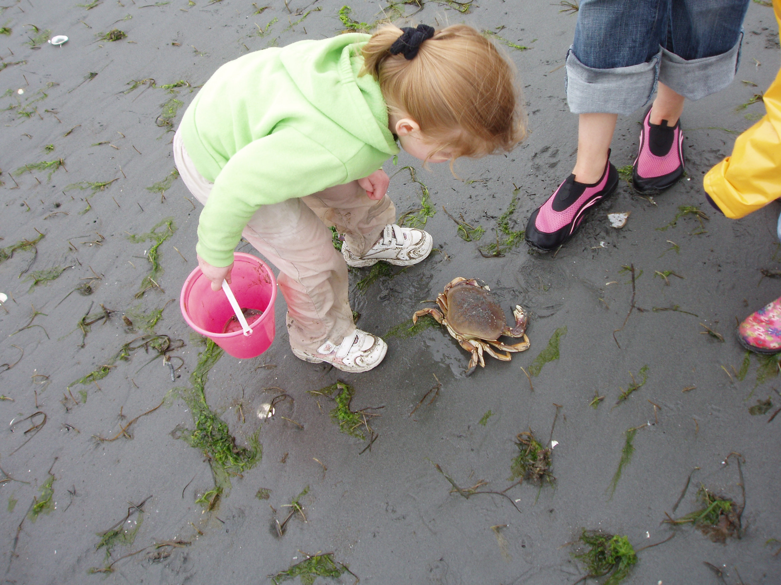 crab.jpg